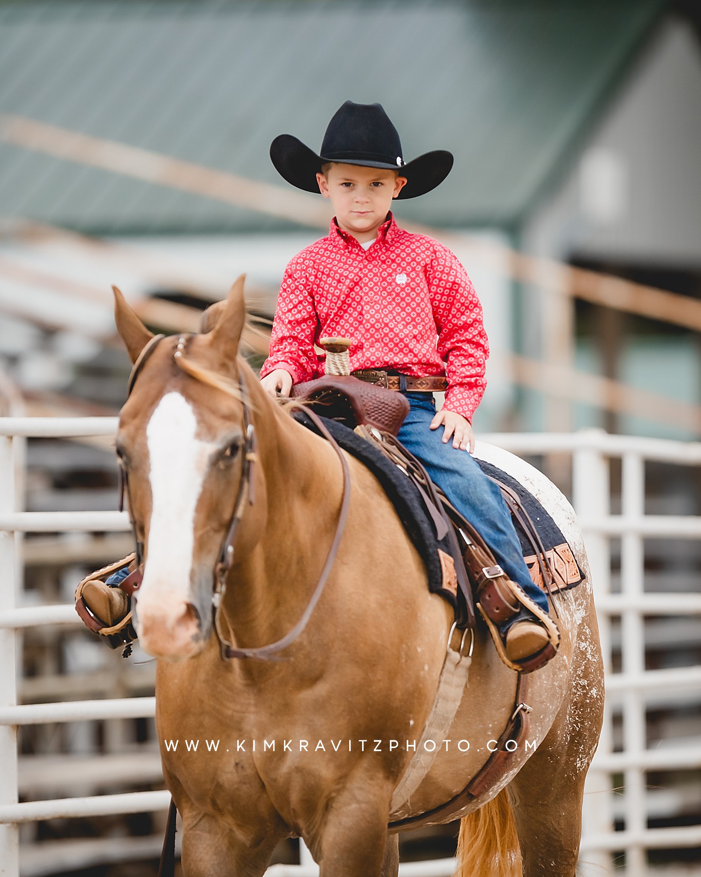 Crawford County Kansas Open horse show at the fairgrounds in girard kansas Kim Kravitz