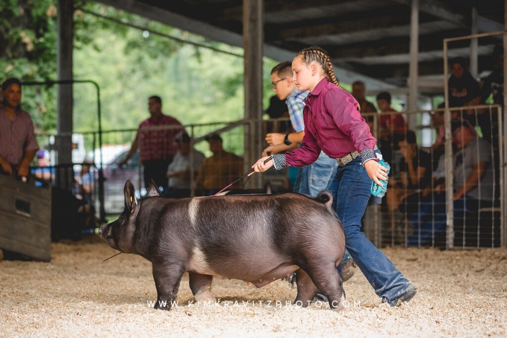 Swine hog show county fair
