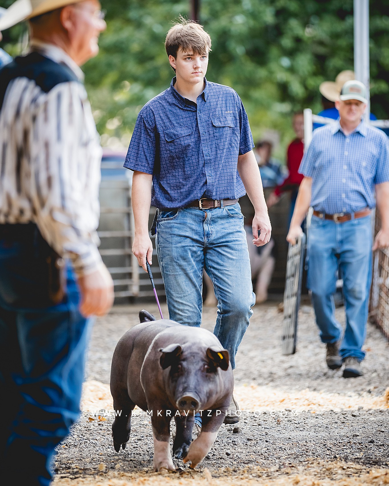 swine show at the Crawford County Fair