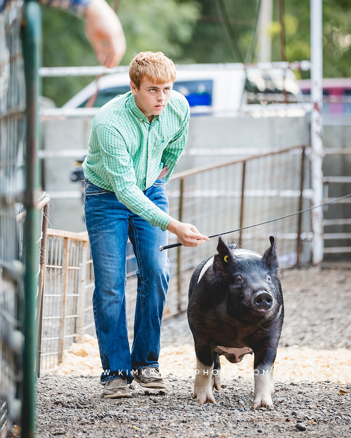 swine show at the Crawford County Fair