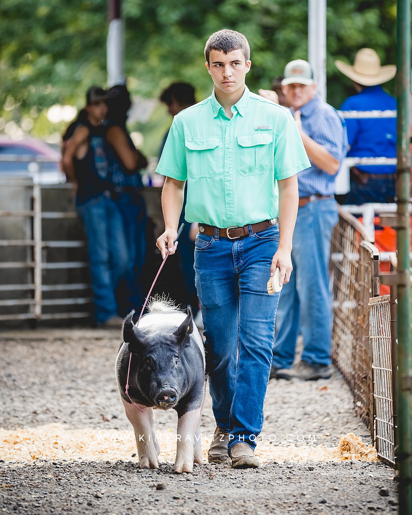 swine show at the Crawford County Fair