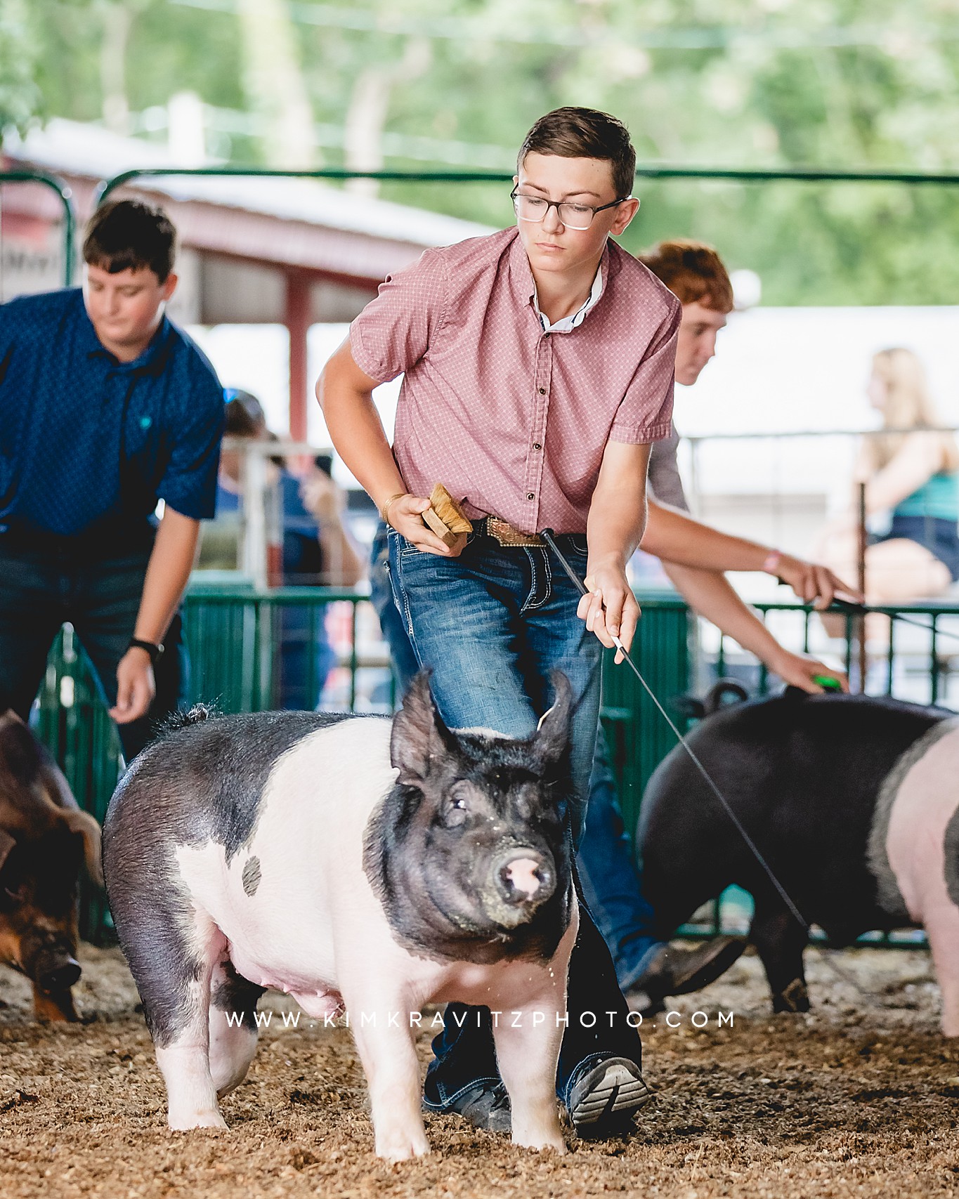 swine show at the Crawford County Fair