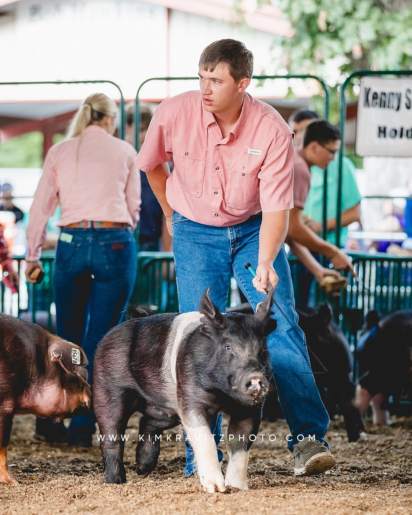 swine show at the Crawford County Fair