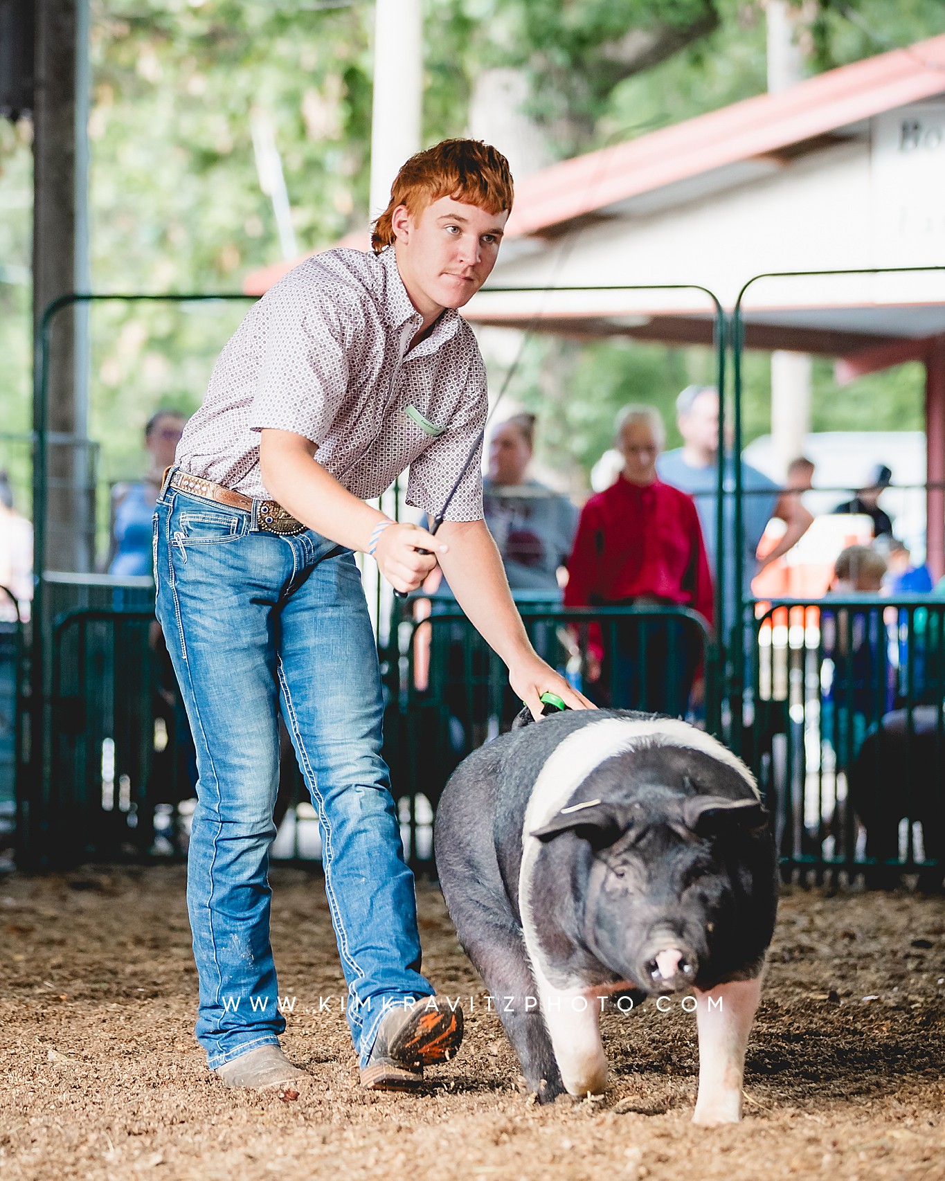 swine show at the Crawford County Fair