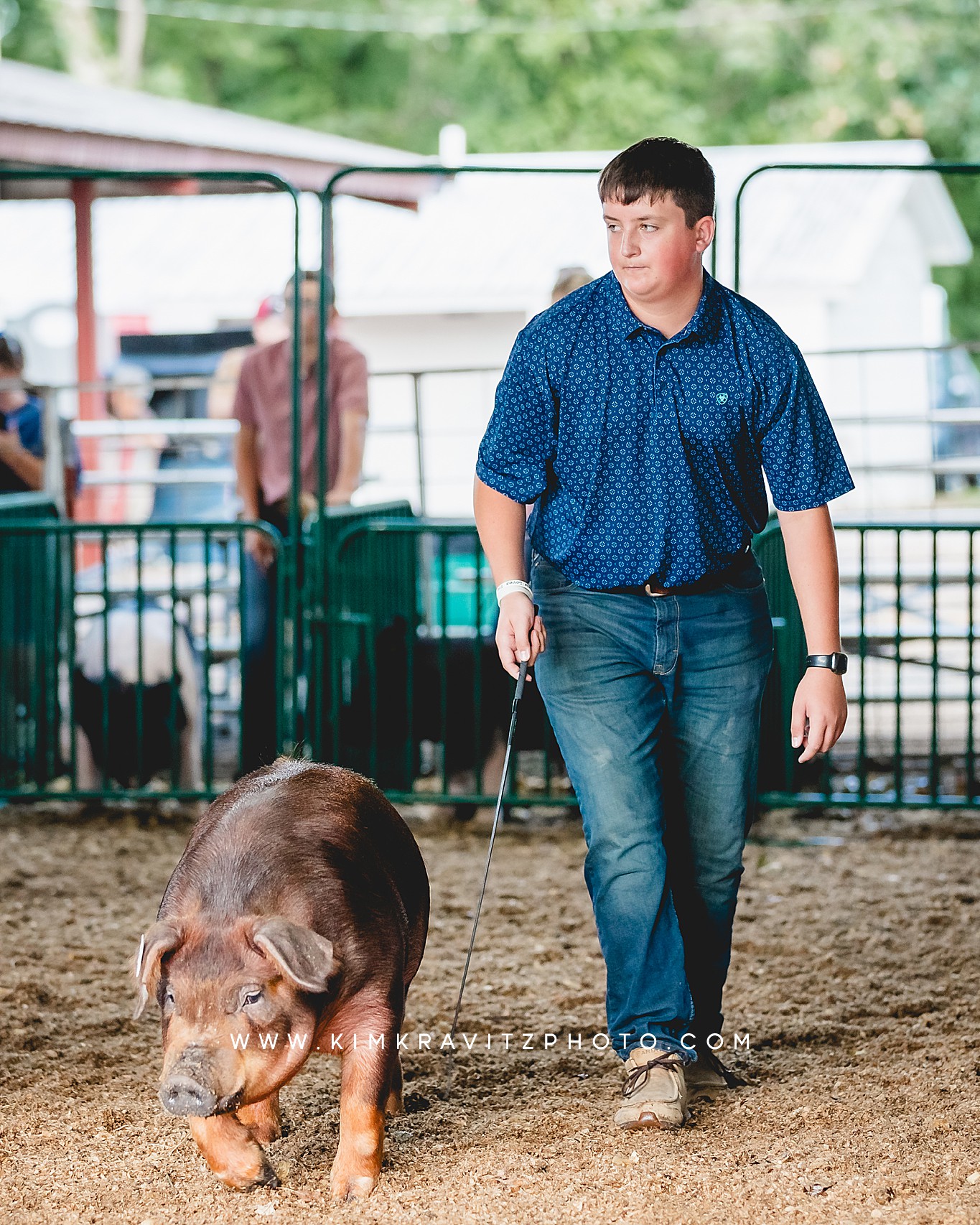 swine show at the Crawford County Fair