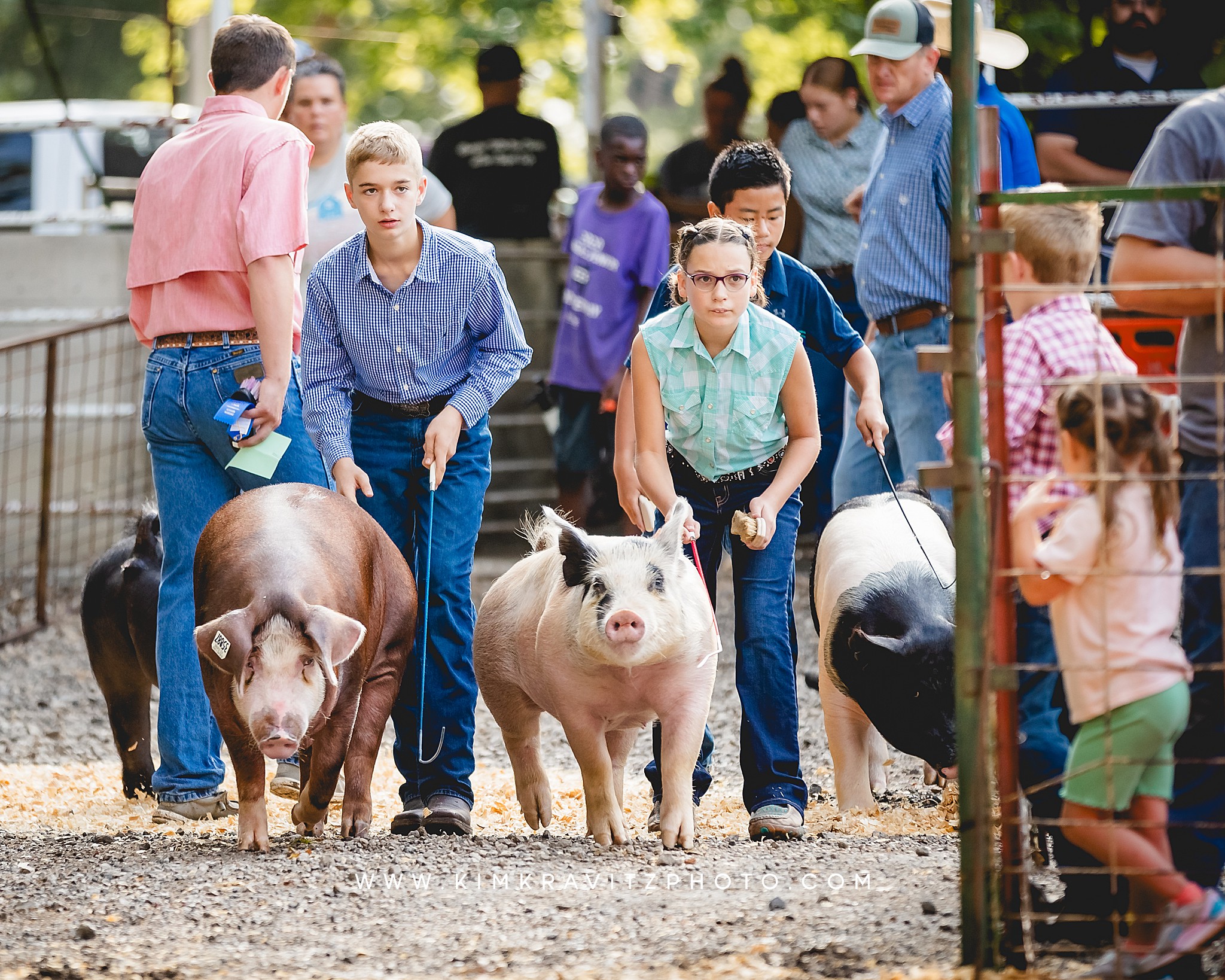 swine show at the Crawford County Fair