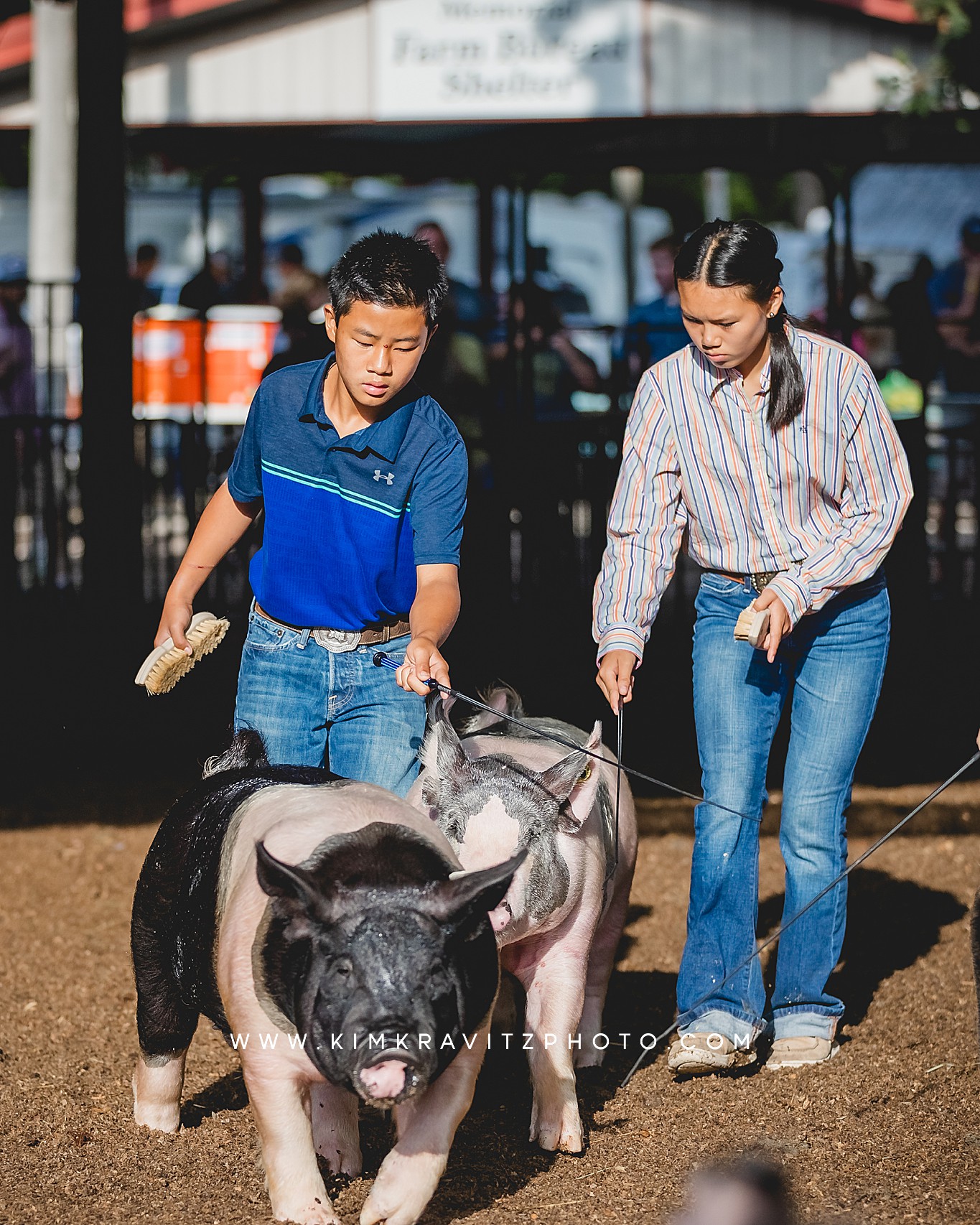 swine show at the Crawford County Fair