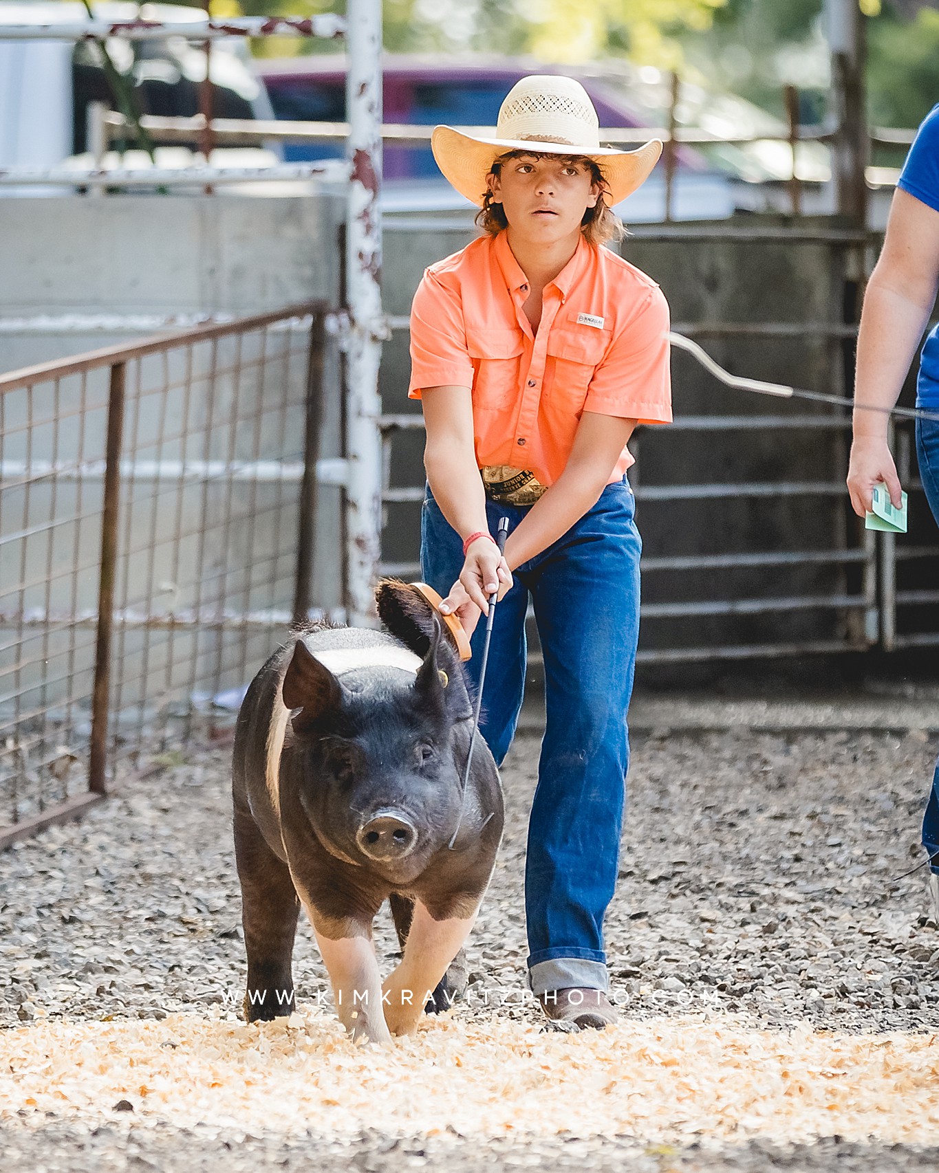 swine show at the Crawford County Fair