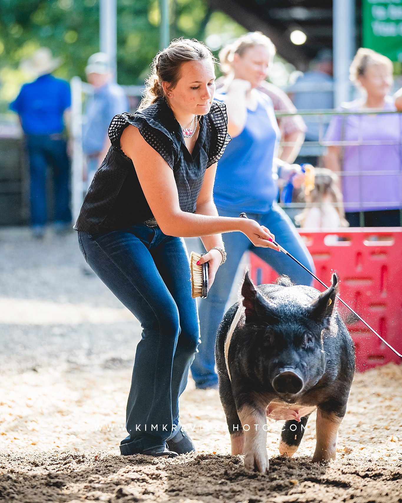 swine show at the Crawford County Fair