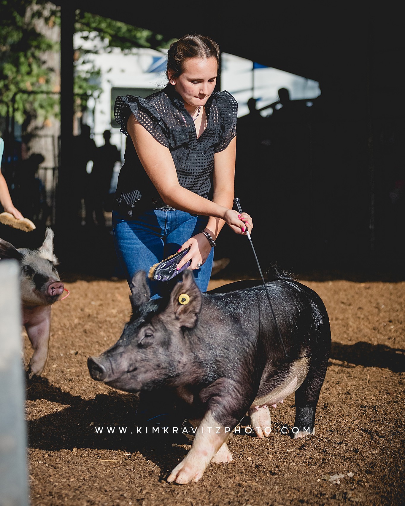 swine show at the Crawford County Fair