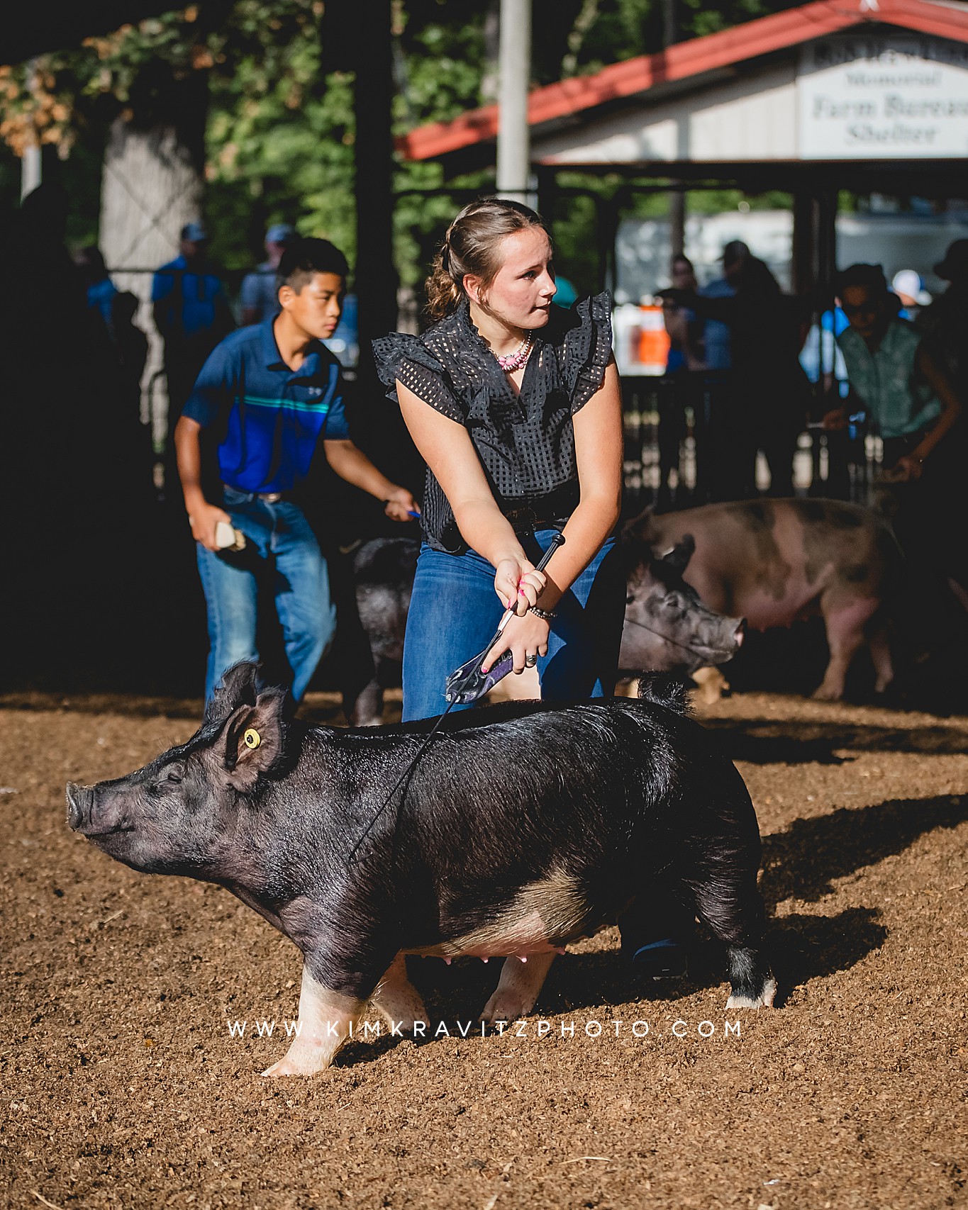 swine show at the Crawford County Fair