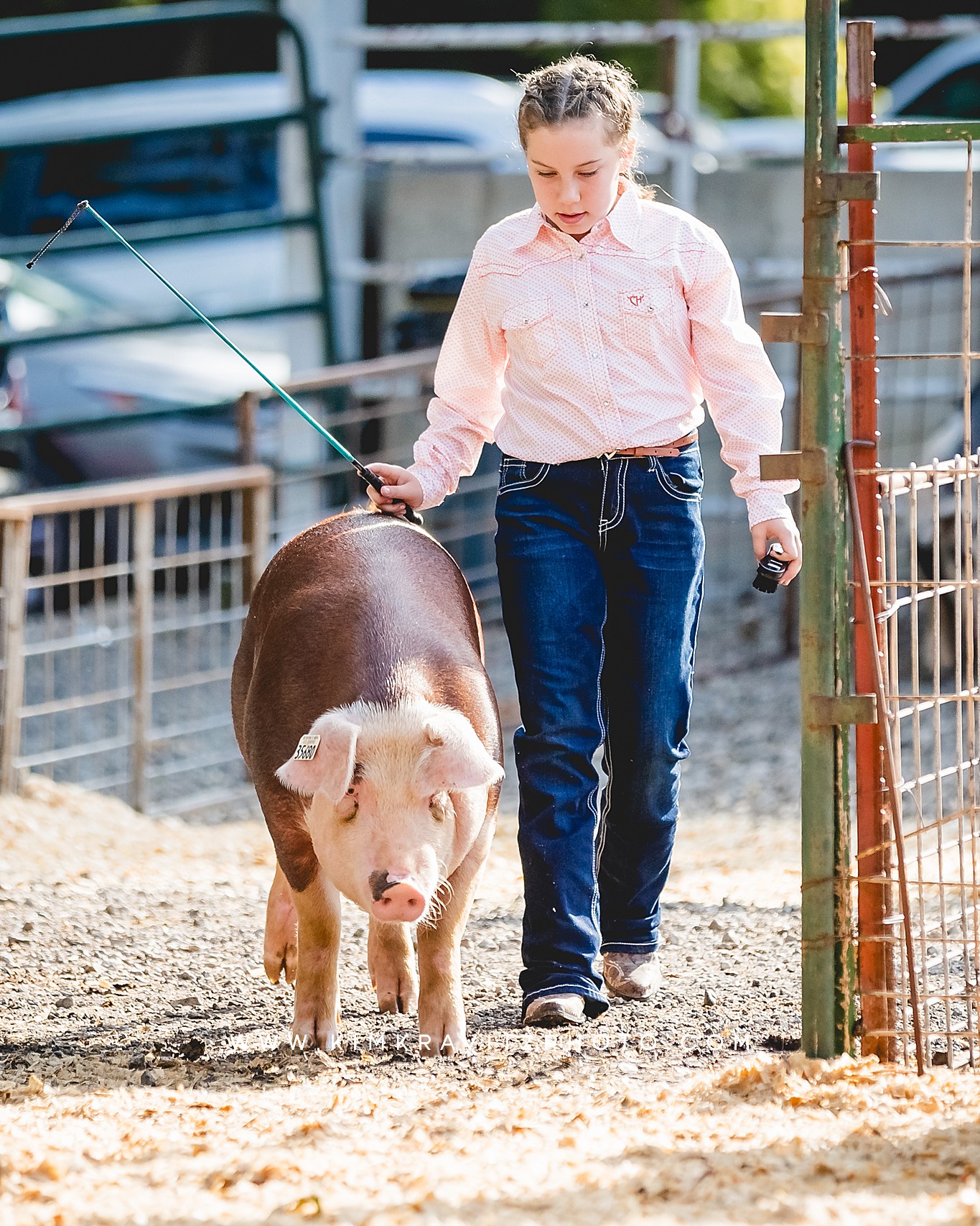 swine show at the Crawford County Fair