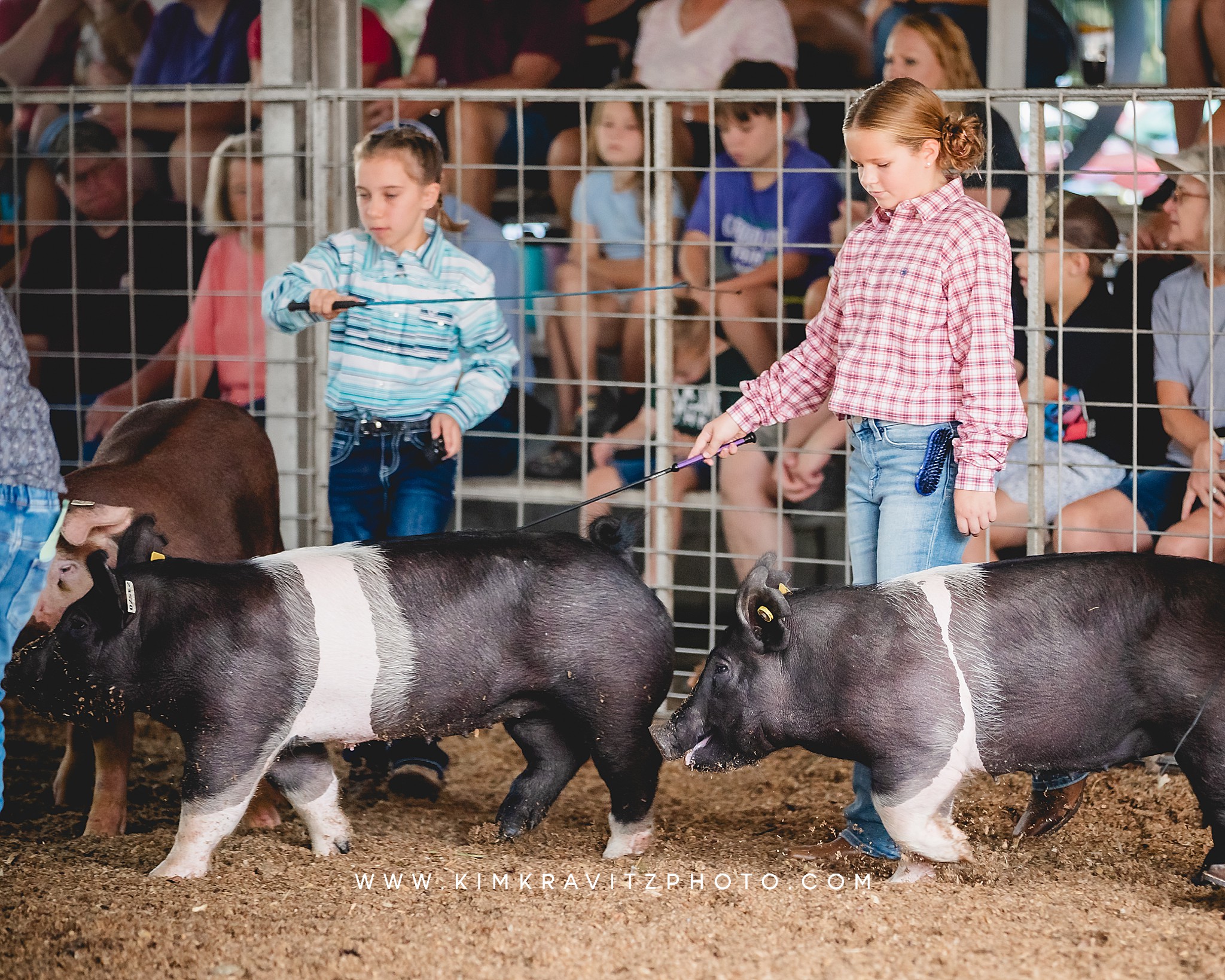 swine show at the Crawford County Fair