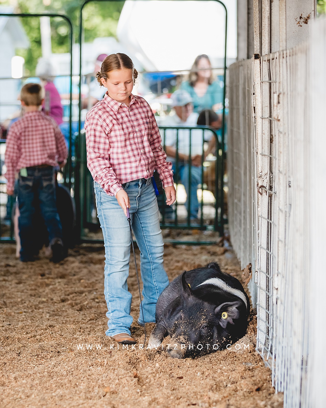 swine show at the Crawford County Fair