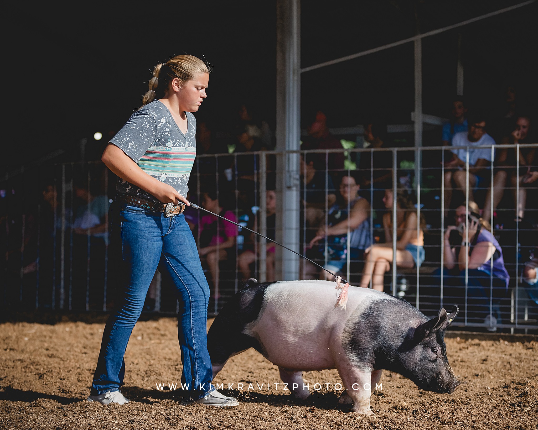 swine show at the Crawford County Fair