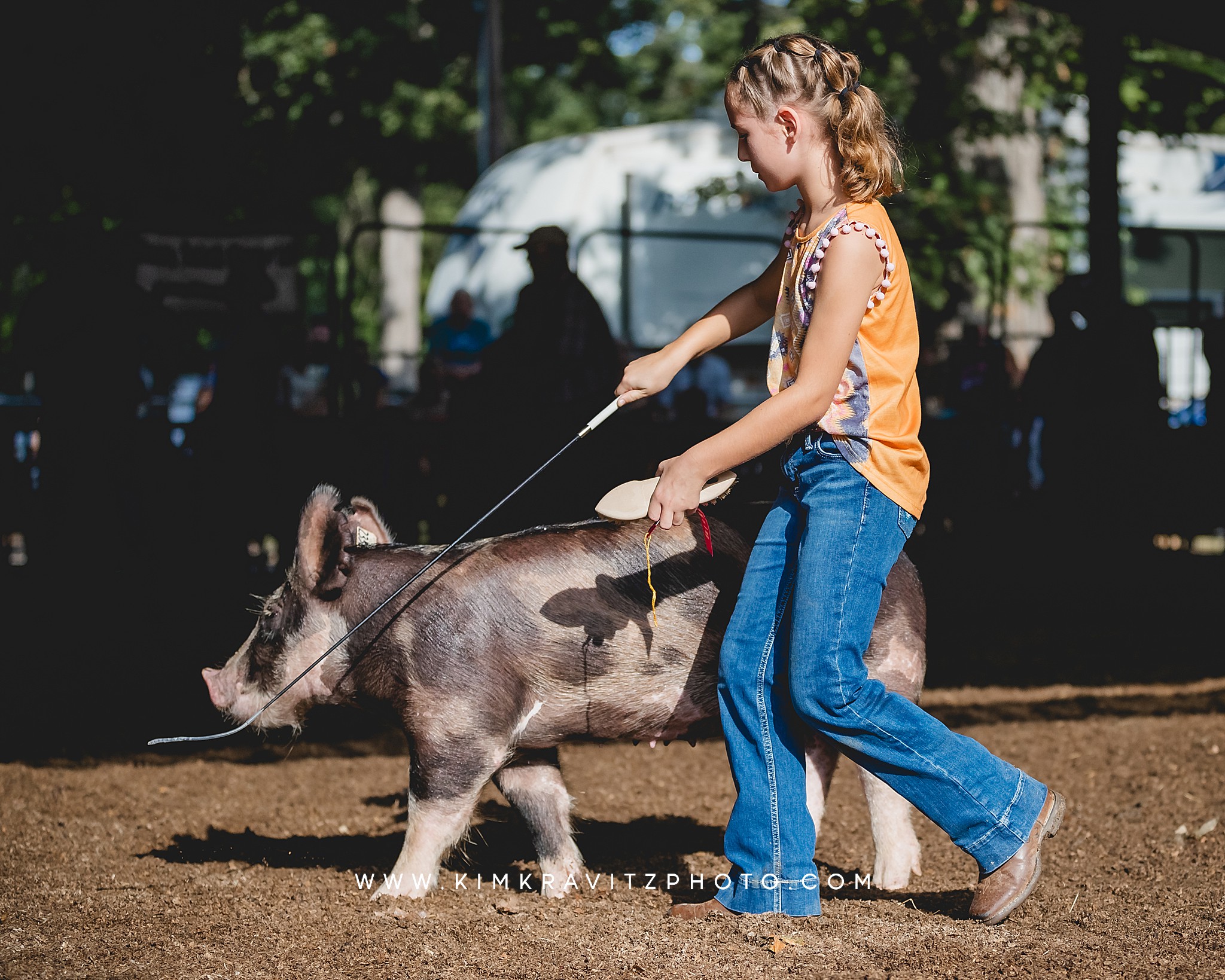 swine show at the Crawford County Fair