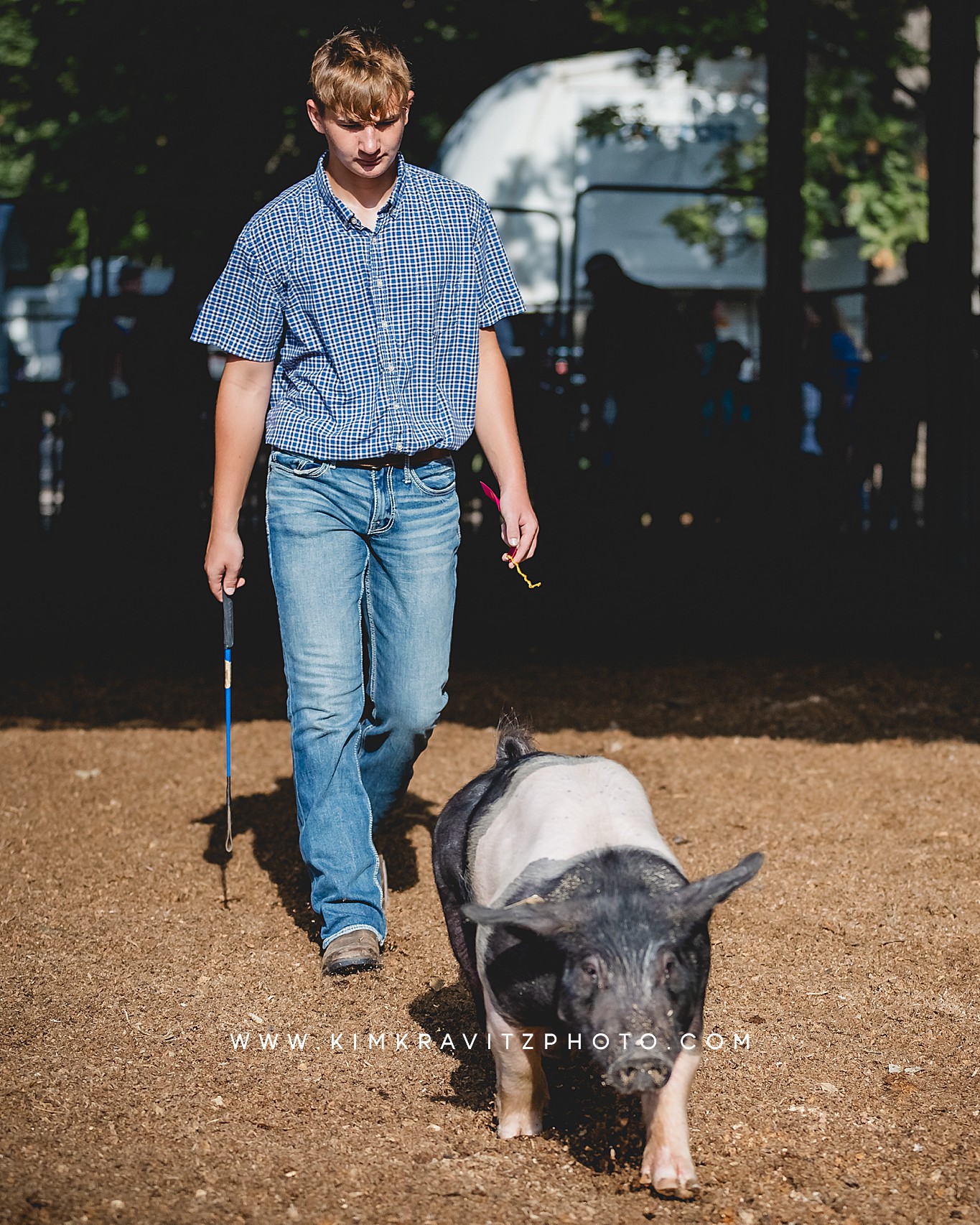 swine show at the Crawford County Fair