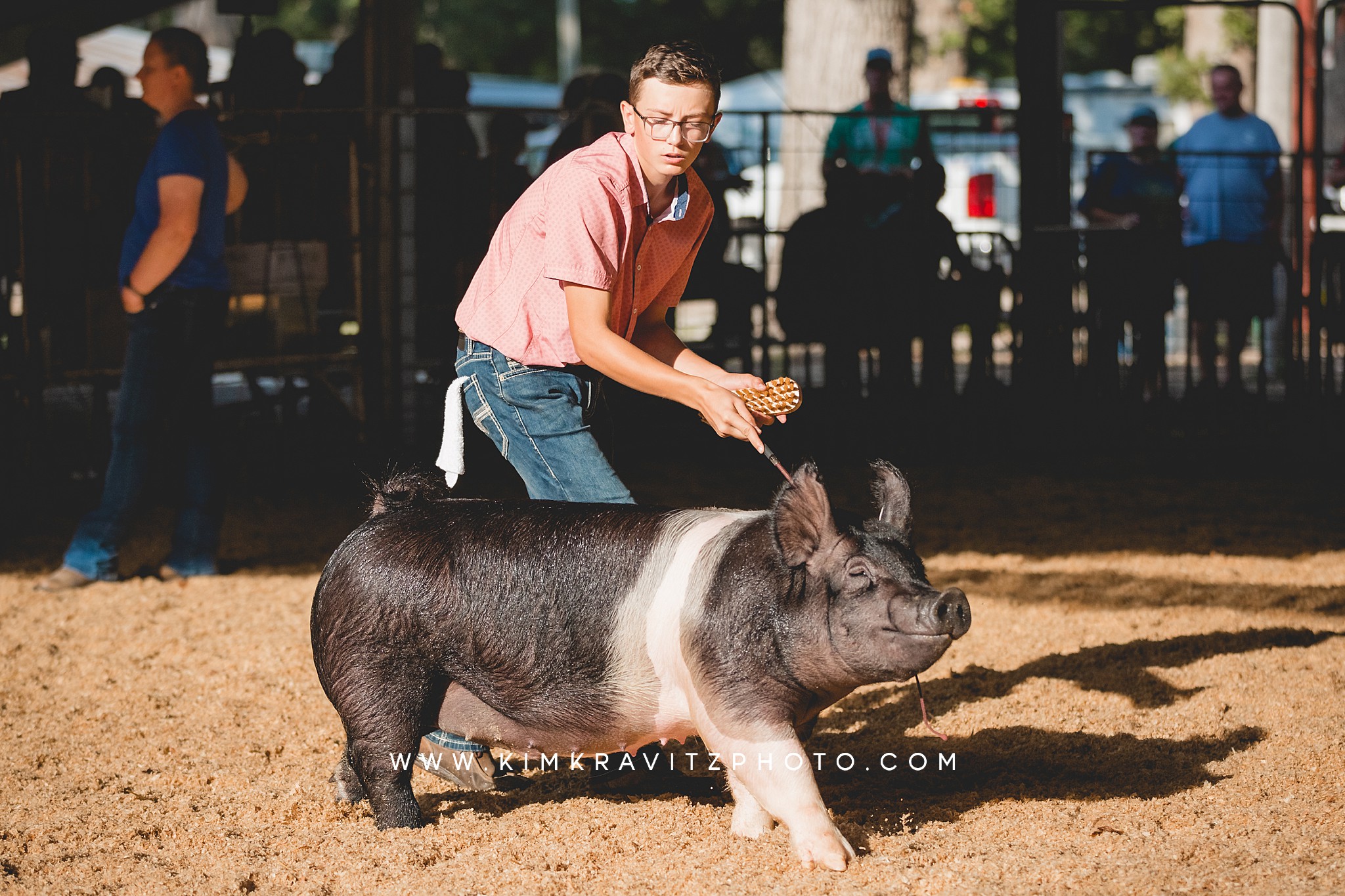 2023 Crawford County Kansas Fair Livestock Show Swine