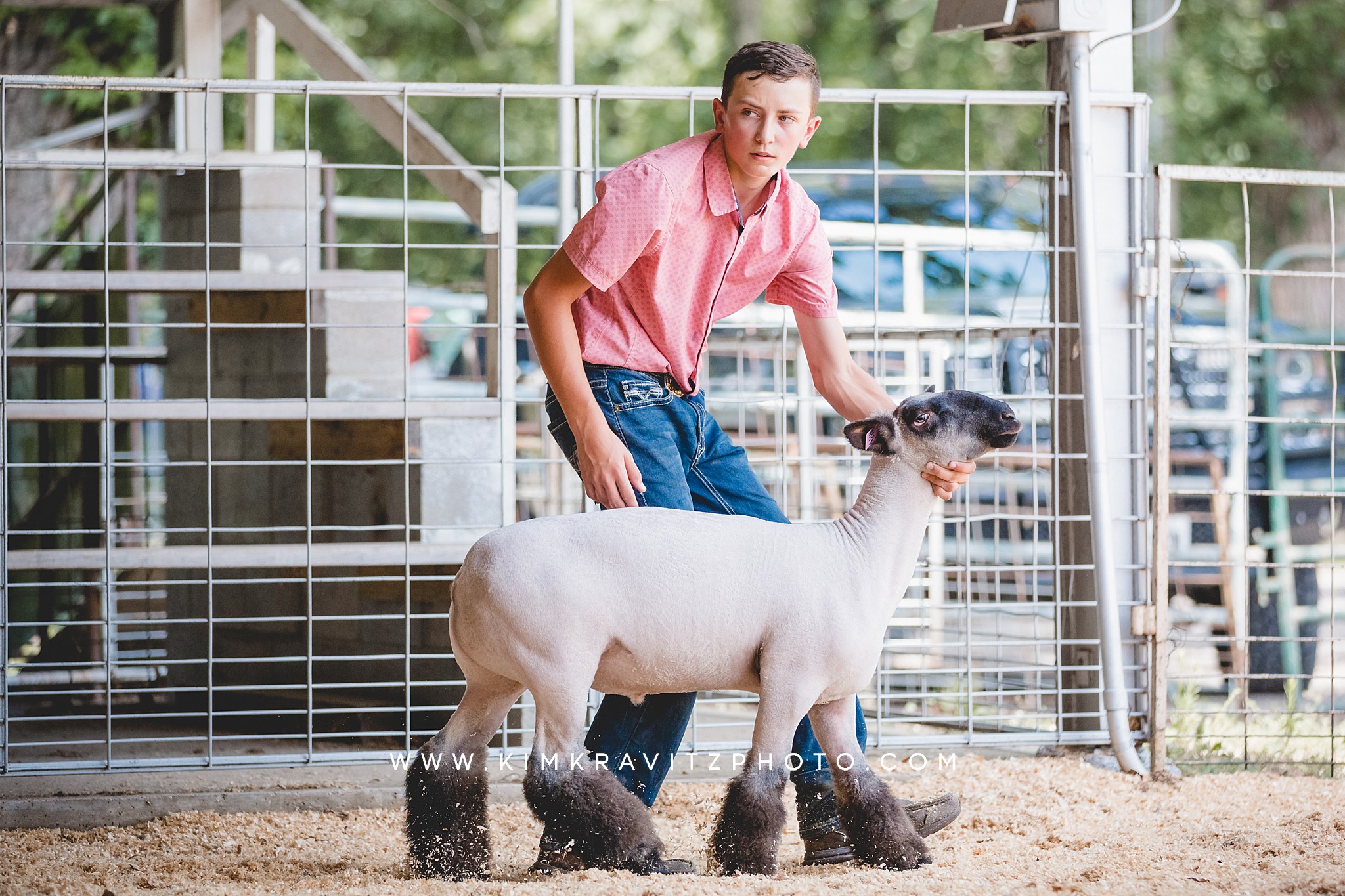 Show Sheep Lamb at the 2023 Crawford County Fair in Girard, Kansas Kole Harris