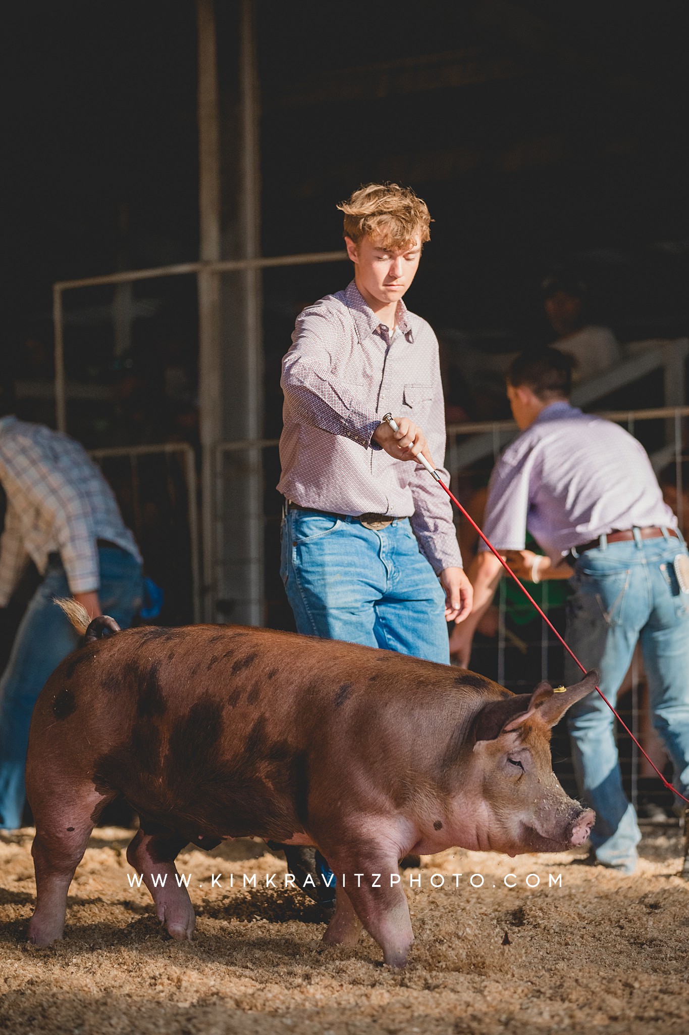 Show Swine Hog Pig at the 2023 Crawford County Fair in Girard, Kansas