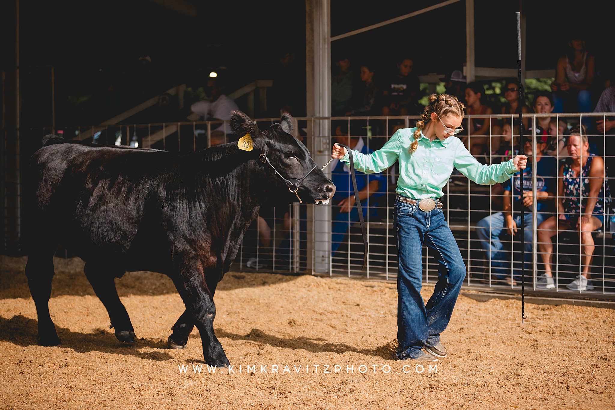 beef 4-h livestock show at the Crawford county fair kansas