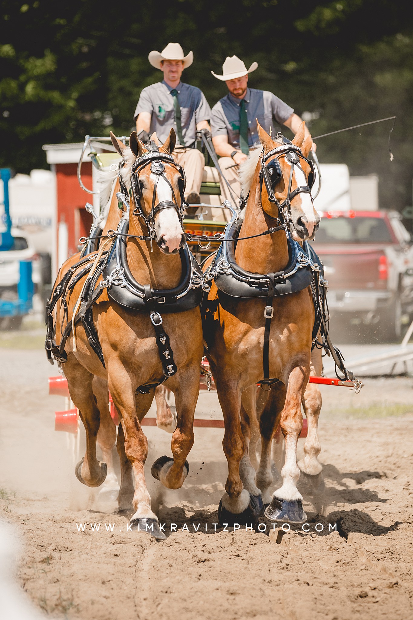 draft horse show livestock show 