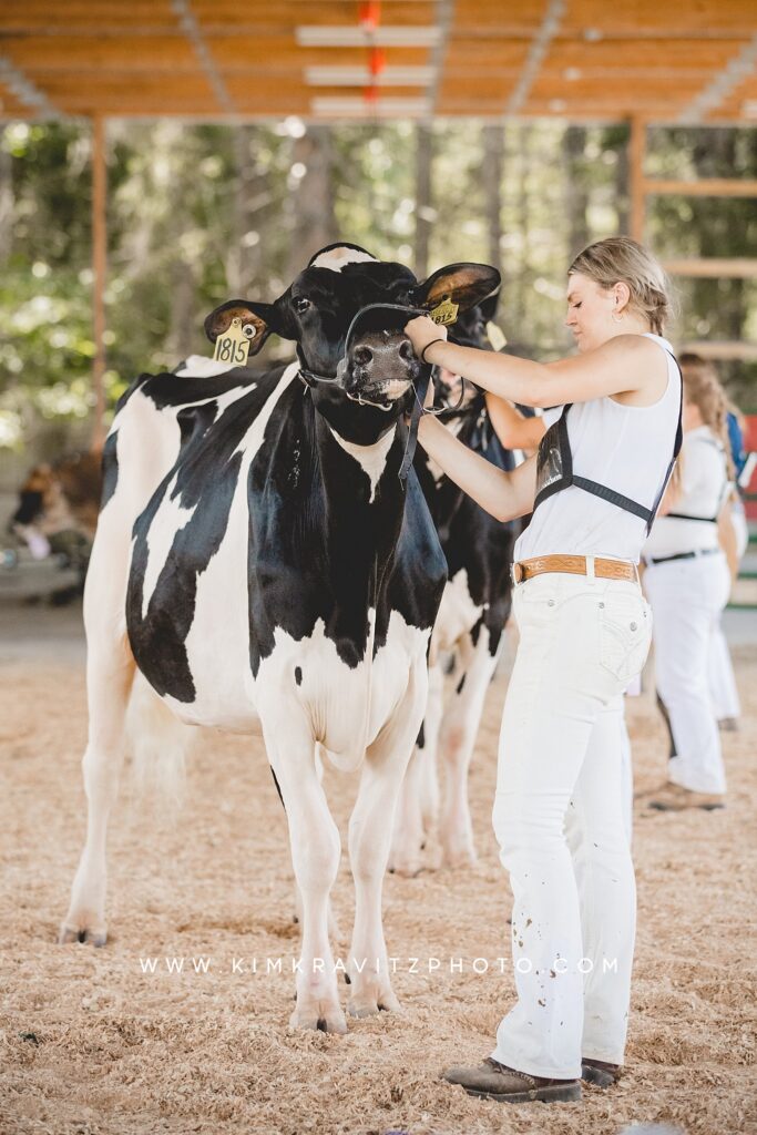 dairy cow 4-h livestock show county fair