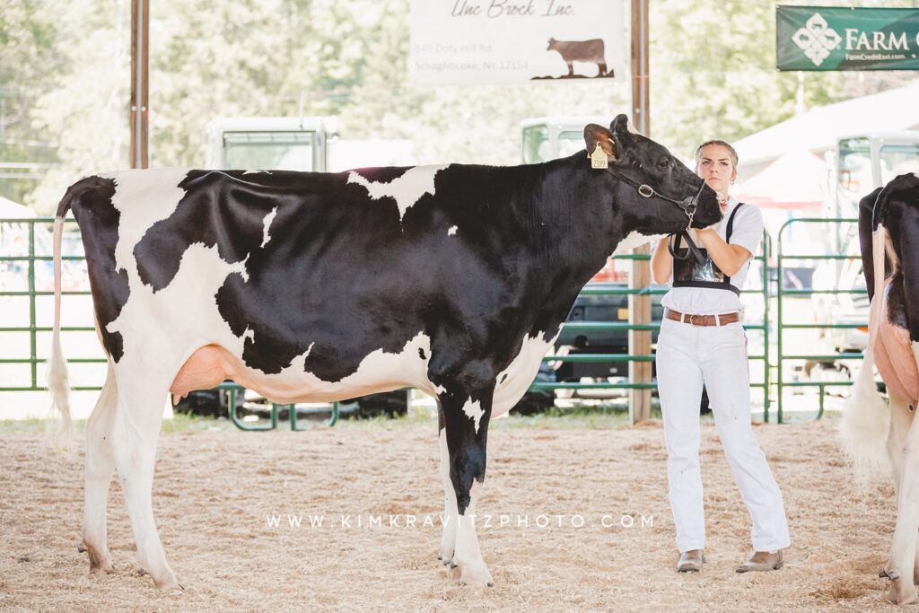 dairy cow 4-h livestock show county fair
