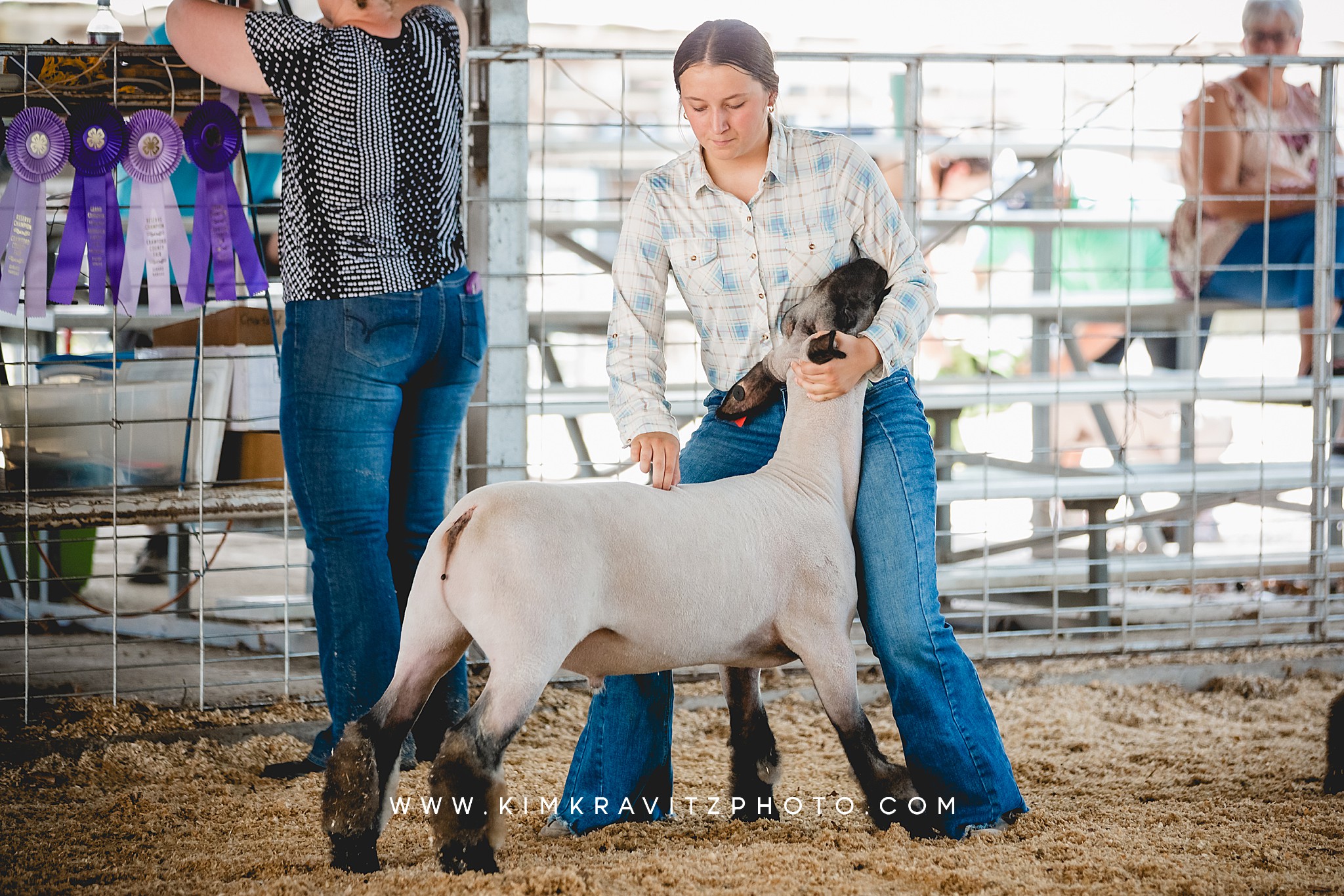 Sheep Show Crawford Co. Fair Kim Kravitz