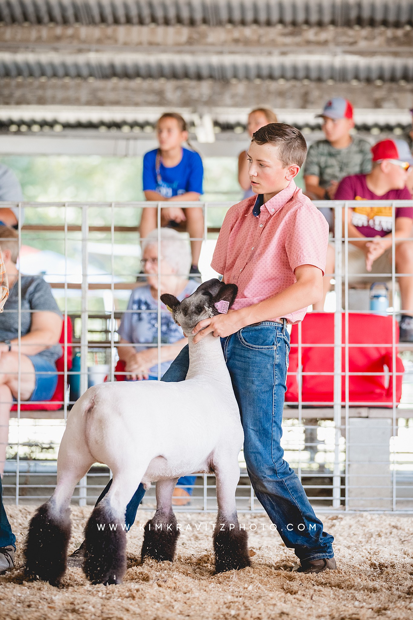 Sheep Show Crawford Co. Fair Kim Kravitz