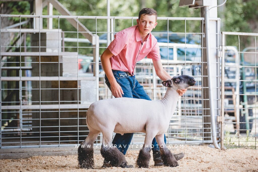 sheep livestock show 4-h county fair