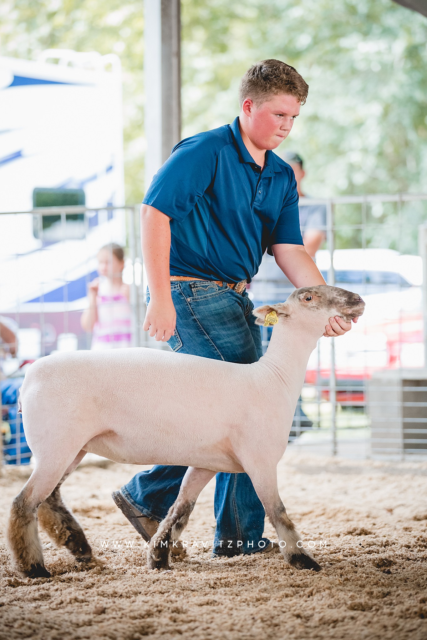 Show Sheep at the 2023 Crawford County Fair in Girard, Kansas