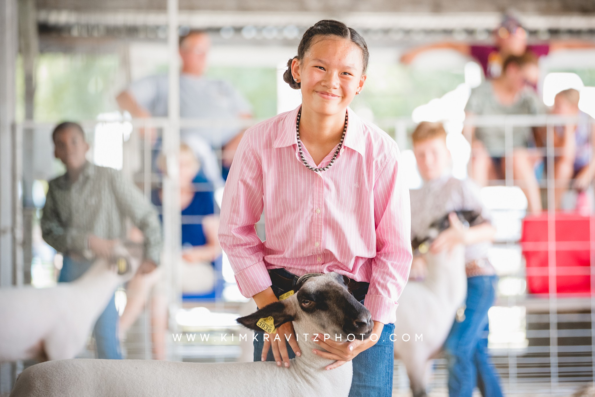 sheep livestock show at the Crawford county fair kansas