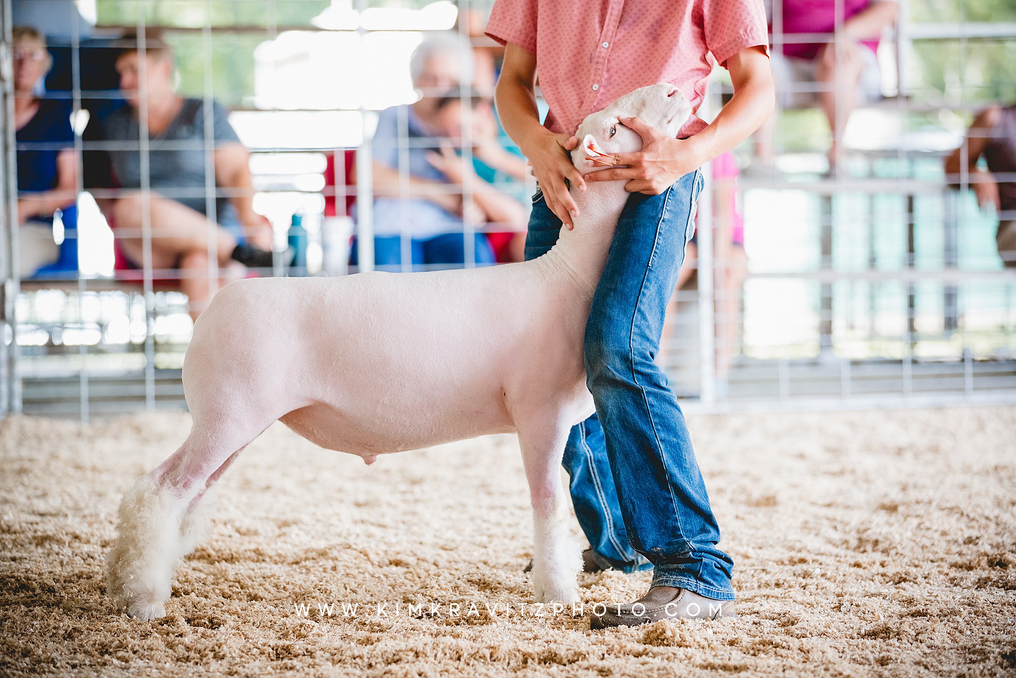 Show Sheep at the 2023 Crawford County Fair in Girard, Kansas Kole Harris