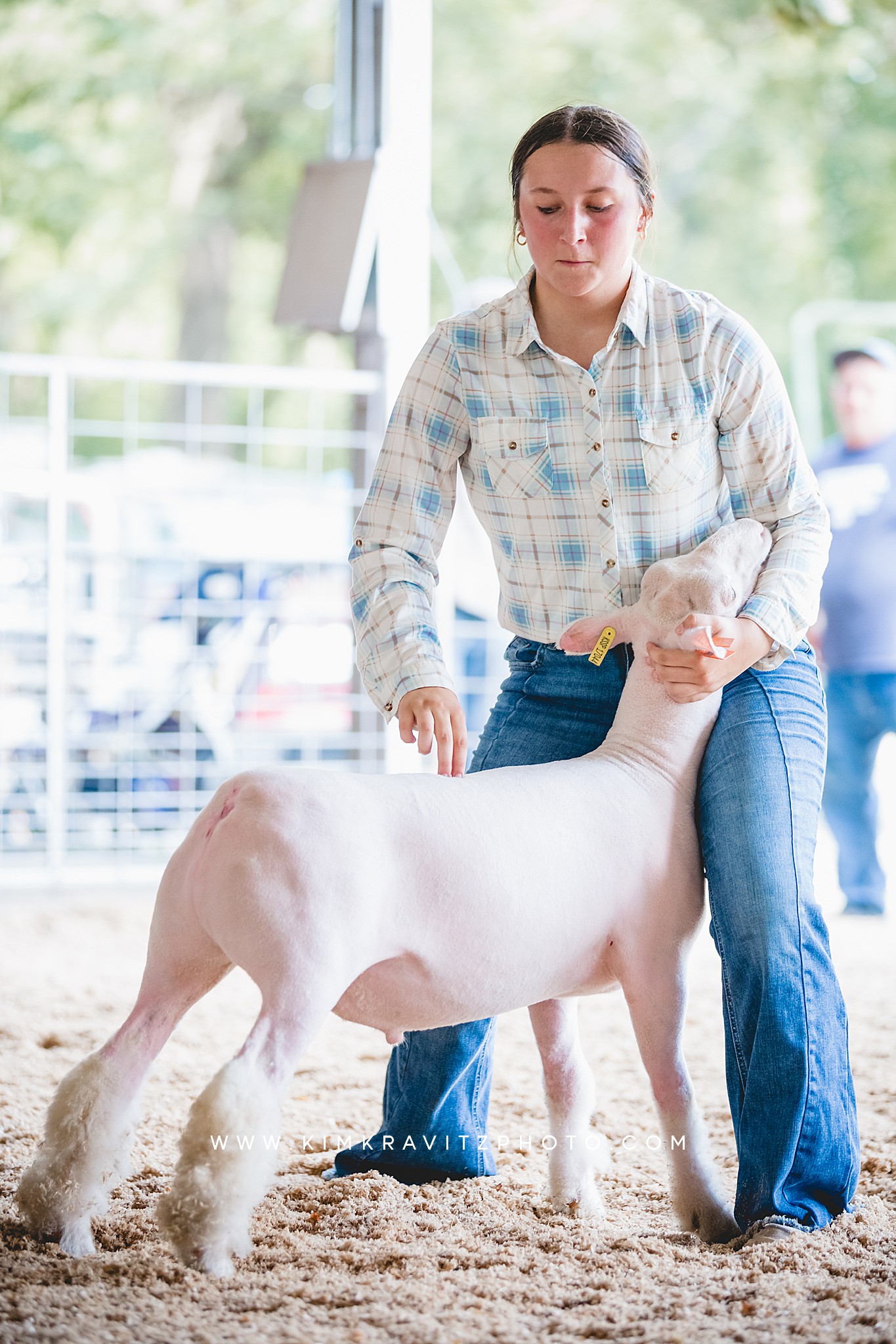 Show Sheep at the 2023 Crawford County Fair in Girard, Kansas