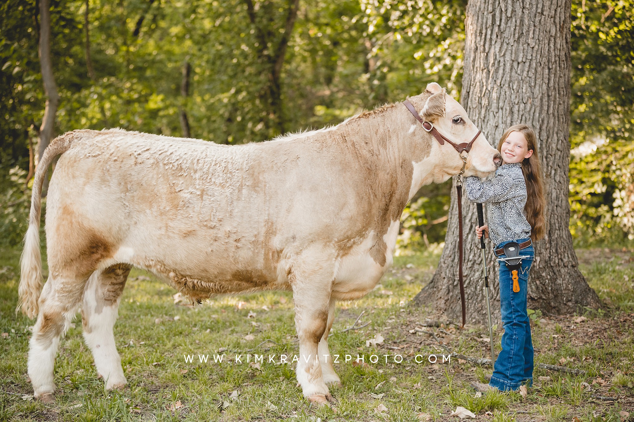 Kansas Crawford County Fair show steer cows cattle livestock photography