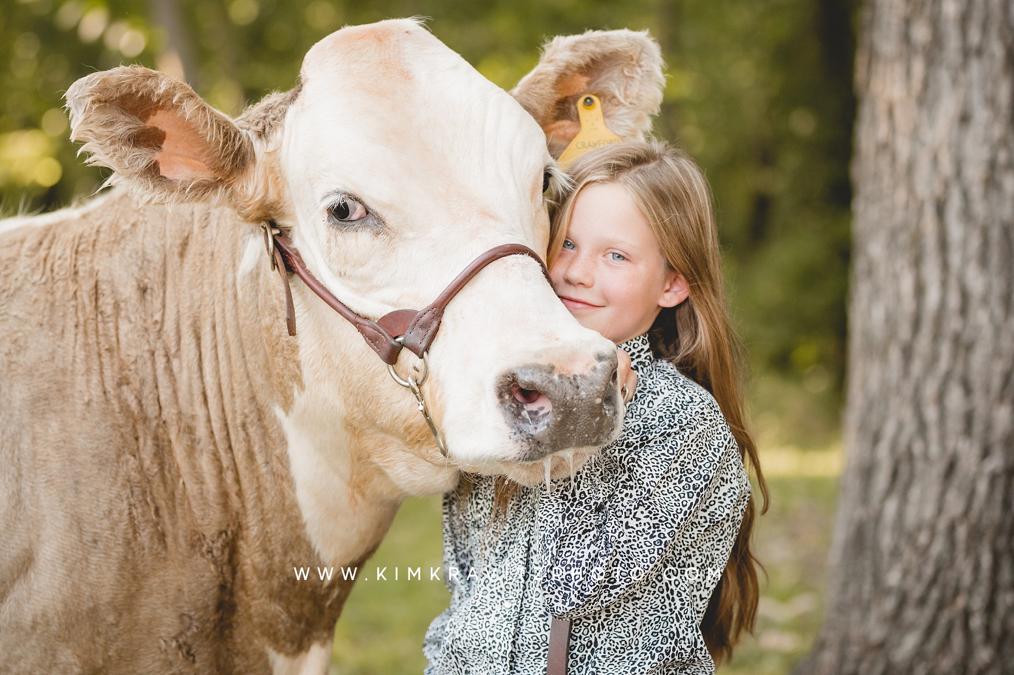 Ohio show steer livestock photography kim kravitz