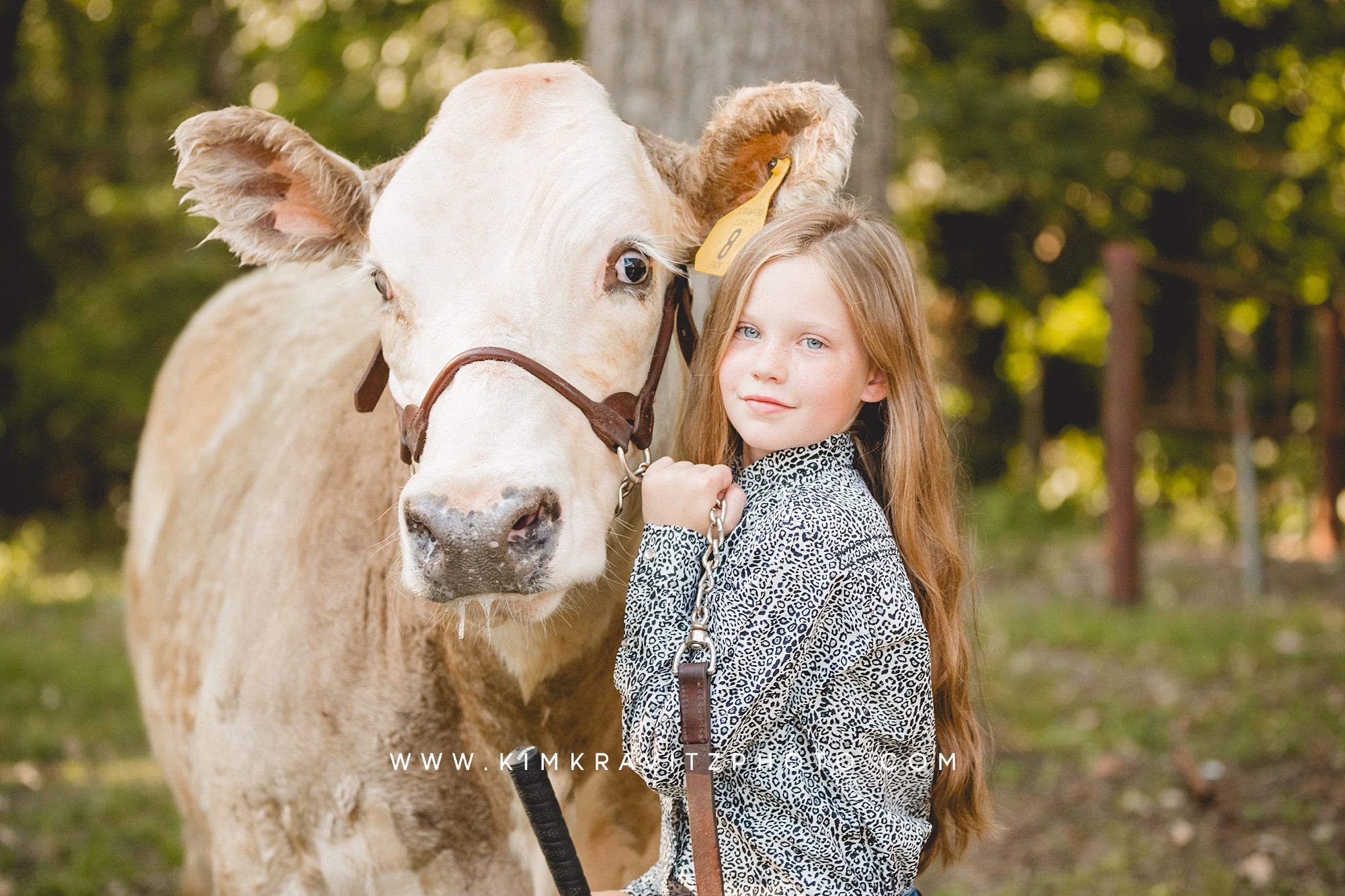 Kansas Crawford County Fair show steer cows cattle livestock photography